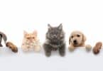 Imagem de fundo branco de uma foto das carinhas de vários pets (cachorros e gatos).