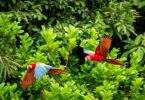 Imagem de árvores da flores amazônica e em destaque duas araras na cor vermelha sobrevoando o espaço.