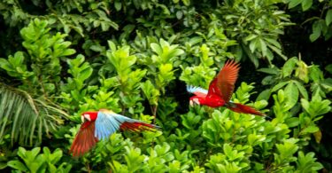 Imagem de árvores da flores amazônica e em destaque duas araras na cor vermelha sobrevoando o espaço.