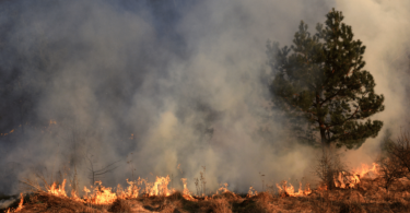 Incêndio florestal.
