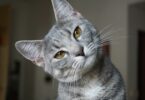 Imagem de um lindo gato cinza de olhos verdes olhando para a câmera.