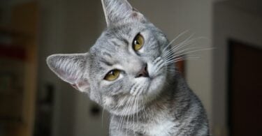 Imagem de um lindo gato cinza de olhos verdes olhando para a câmera.