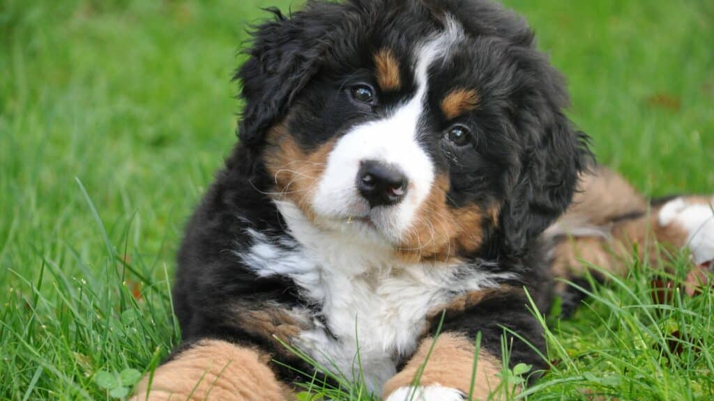 Imagem de um cachorro da raça Bernese deitado sobre um gramado.

