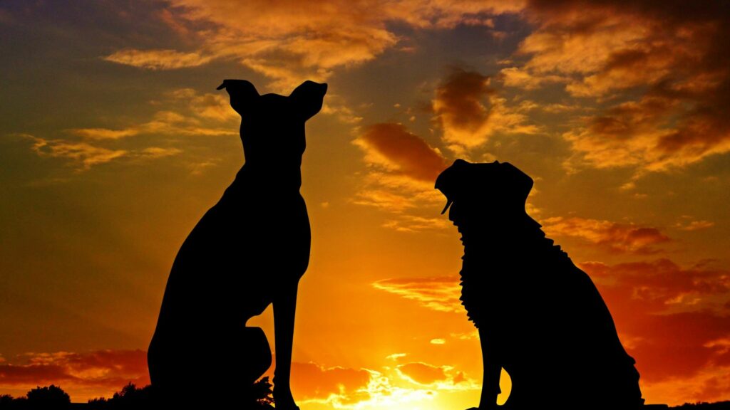 Imagem de um lindo por do sol e em destaque a silhueta de dois cachorros, simbolizandoo conceito espiritual destes animais.
