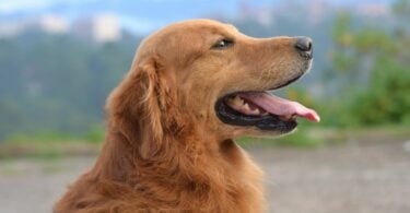 Imagem de um cachorro da raça Golden Retriever, de perfil, com a língua para fora.
