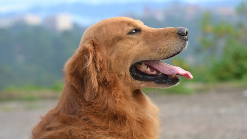 Imagem de um cachorro da raça Golden Retriever, de perfil, com a língua para fora.