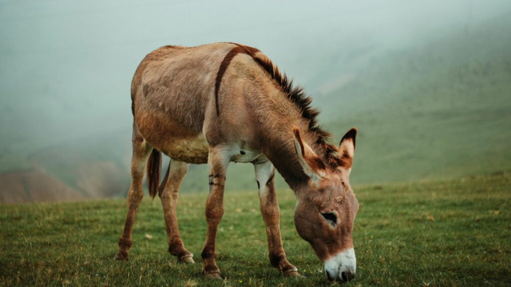 Imagem de um burrinho pastando em um lindo e verde campo.

