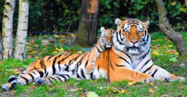 Imagem de um tigre e seu filhote deitados em um gramado em uma floresta.