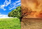 Imagem de uma paisagem com a representação de uma árvore bonita e frondosa de um lado da tela e do outro, uma árvore seca, simbolizando os efeitos das mudanças climáticas.