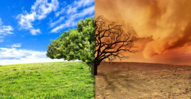 Imagem de uma paisagem com a representação de uma árvore bonita e frondosa de um lado da tela e do outro, uma árvore seca, simbolizando os efeitos das mudanças climáticas.