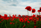 Há diversas flores de papoula vermelha em um campo.