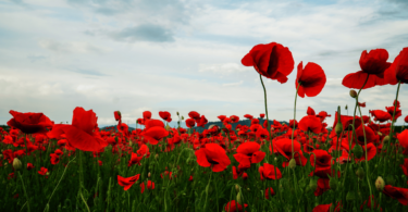 Há diversas flores de papoula vermelha em um campo.