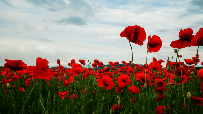 Há diversas flores de papoula vermelha em um campo.