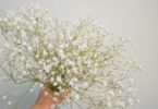 Imagem da flor Gypsophilas (conhecida como véu de noiva ou mosquitinho), na cor branca.