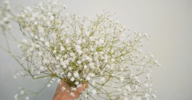 Imagem da flor Gypsophilas (conhecida como véu de noiva ou mosquitinho), na cor branca.