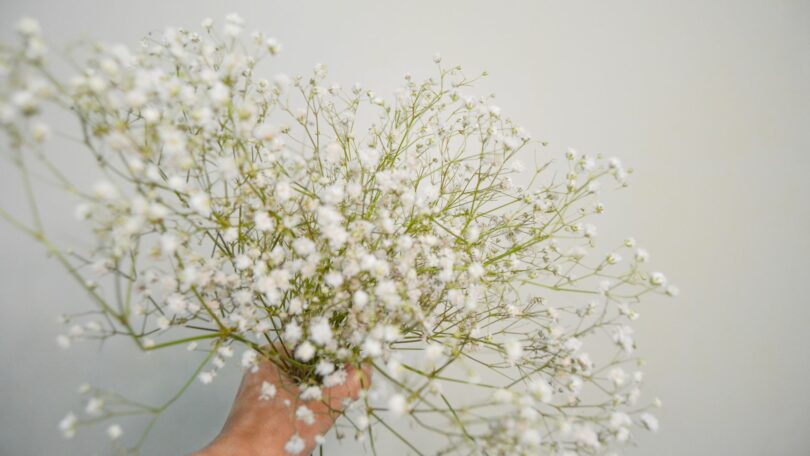 Imagem da flor Gypsophilas (conhecida como véu de noiva ou mosquitinho), na cor branca.