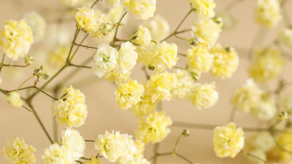 Imagem da flor Gypsophila na cor amarela.
