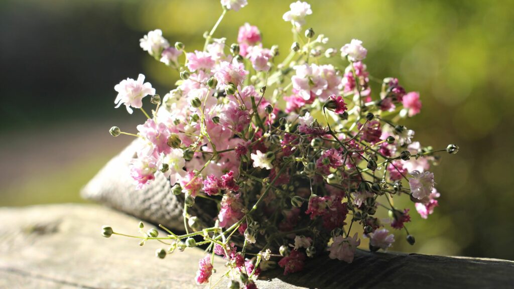 Imagem de um lindo buquê de Gypsophila ou "véu de noiva" nas cores rosa claro, rosa escuro e branco.
