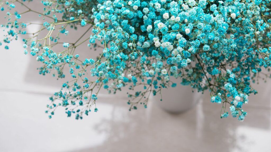 Imagem de um vaso branco com as flores Gypsophila na cor azul.
