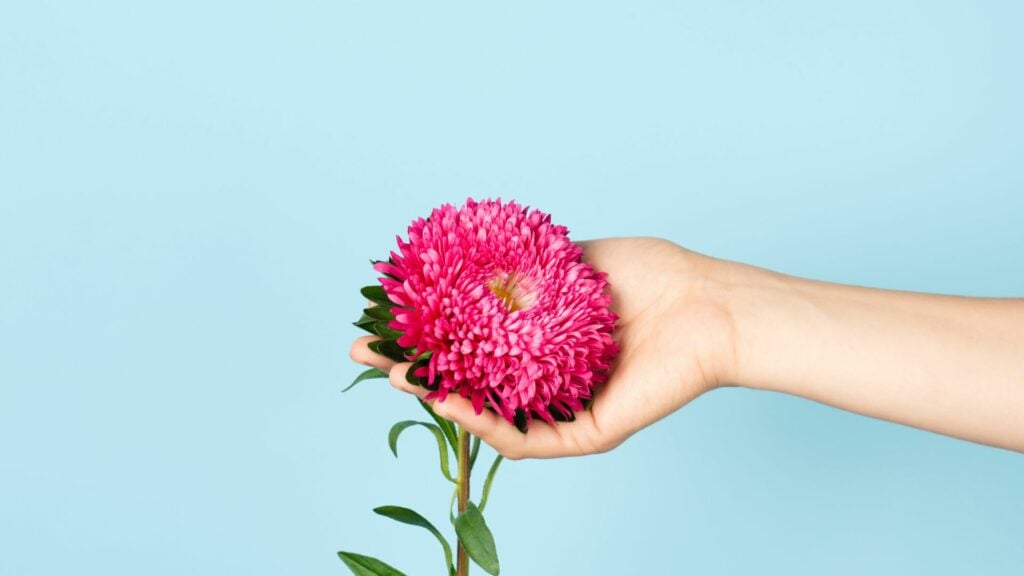 Imagem de fundo azul claro e, em destaque, uma mão segurando uma flor de Áster.