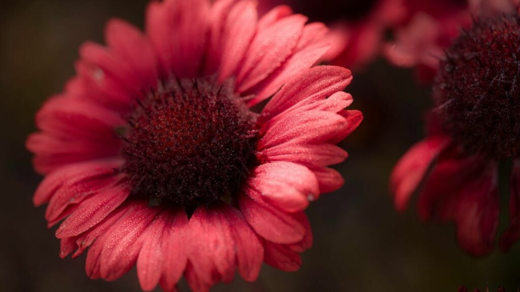 Imagem da flor de Áster na cor vermelha.
