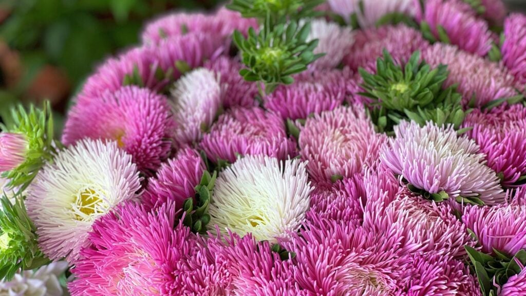 Imagem de várias flores de Áster nas cores rosa claro, rosa escuro e branco em forma de um buquê.
