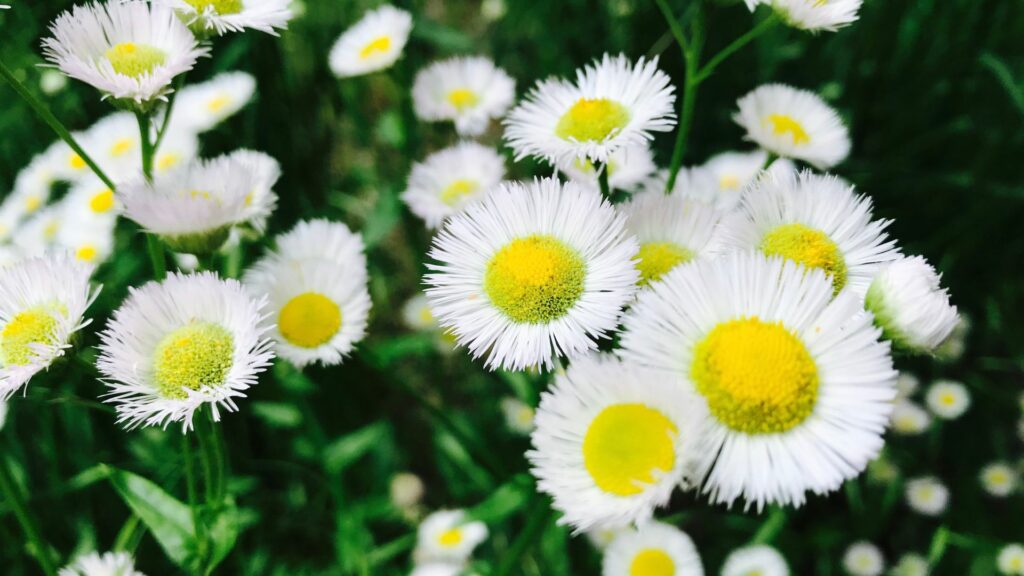 Imagem de várias flores Áster na cor branca com o miolo amarelo.
