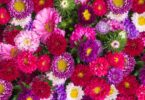 Imagem de flores de áster de diversas cores e tamanhos.