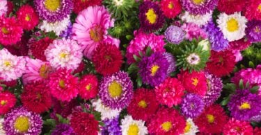 Imagem de flores de áster de diversas cores e tamanhos.