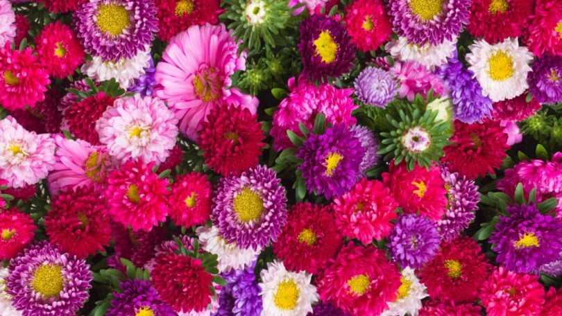 Imagem de flores de áster de diversas cores e tamanhos.