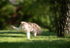 Um gato branco e laranja está em um ambiente de natureza e brinca com um inseto que voa perto dele.