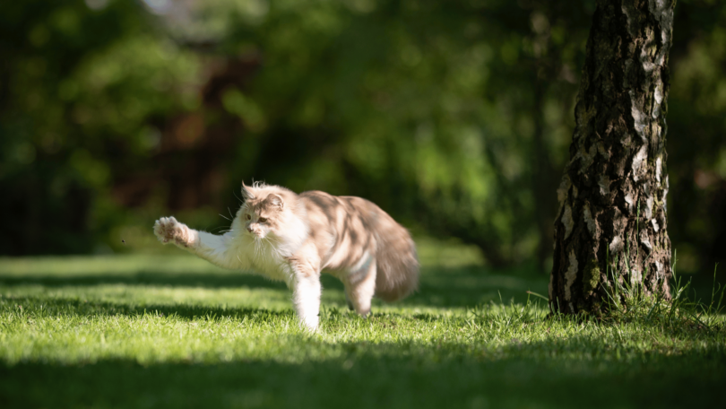 Um gato branco e laranja está em um ambiente de natureza e brinca com um inseto que voa perto dele.