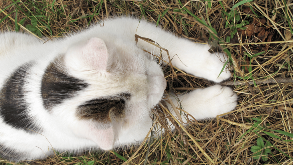 Um gato branco e preto está deitado na grama. Ele é visto de cima na imagem.