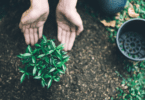 As mãos de um homem plantando estão em destaque na imagem. Há uma planta no centro.