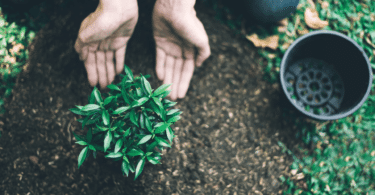As mãos de um homem plantando estão em destaque na imagem. Há uma planta no centro.