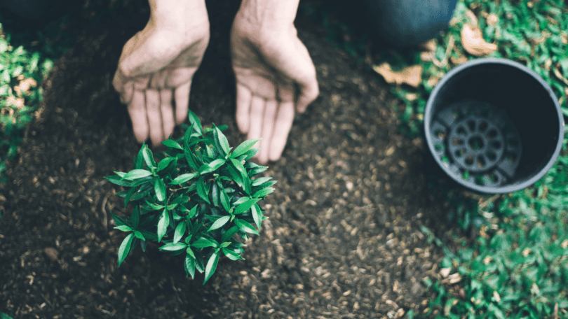 As mãos de um homem plantando estão em destaque na imagem. Há uma planta no centro.