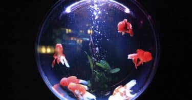 Imagem de vários peixes nas cores vermelho, laranja e branco dentro de um aquário.