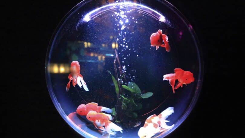 Imagem de vários peixes nas cores vermelho, laranja e branco dentro de um aquário.