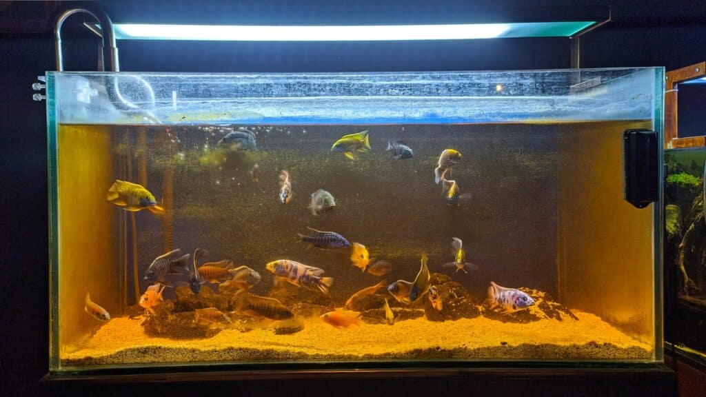Imagem de um aquário sujo com vários peixes coloridos.
