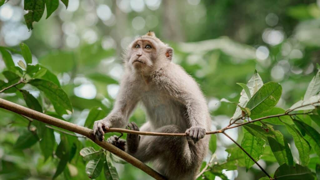 Imagem de um macaco albino em um galho, pronto para fazer o seu ataque.