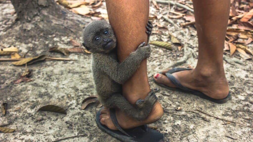 Imagem de um macaco pequeno segurando na perna de uma mulher.