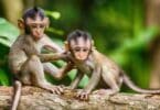 Imagem de dois macacos pequenos em cima de um galho de árvore, prontos para o ataque.