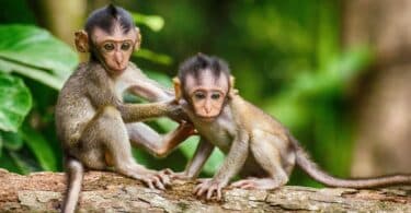 Imagem de dois macacos pequenos em cima de um galho de árvore, prontos para o ataque.
