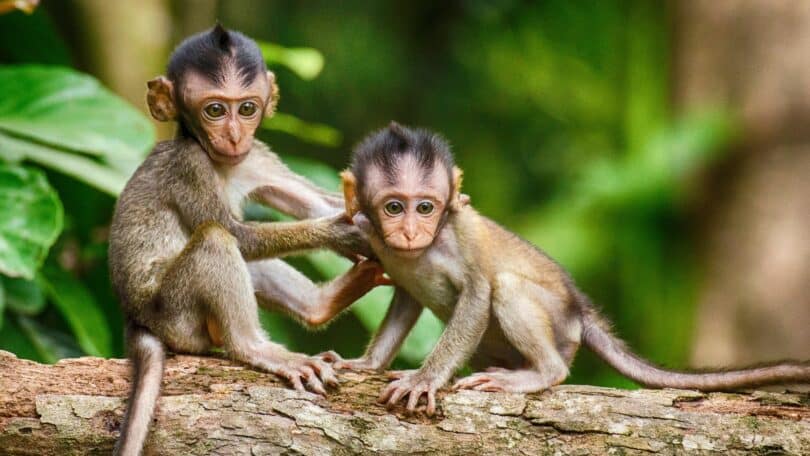Imagem de dois macacos pequenos em cima de um galho de árvore, prontos para o ataque.