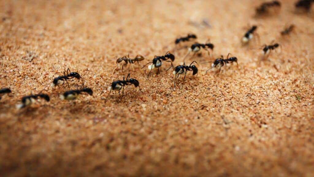 Imagem de muitas formigas pretas trabalhando.