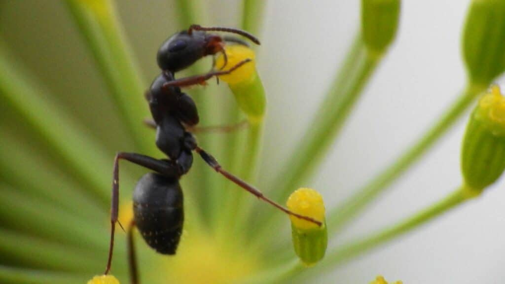 Imagem de uma formiga preta sobre uma flor amarela que está prestes a desabrochar.