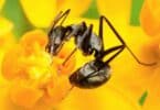 Imagem de uma formiga preta tirando o néctar de uma flor de cor amarela.