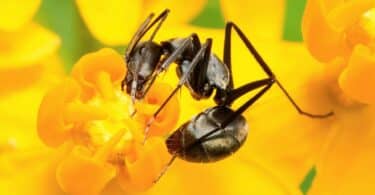 Imagem de uma formiga preta tirando o néctar de uma flor de cor amarela.