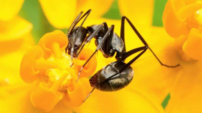 Imagem de uma formiga preta tirando o néctar de uma flor de cor amarela.