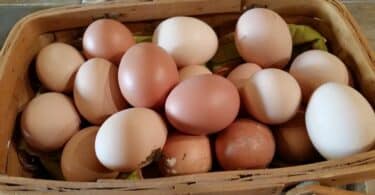 Imagem de uma cesta de vime com muitos ovos nas cores vermelho e branco.
